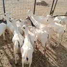 تيوس صومالي جدعان تنيان للبيع جمله