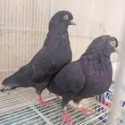 حمام قطايف