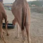 جودة المواشي   رضا الزبون   ربحك مضمون