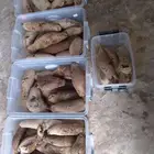 عسل بري حر لايتدخل فيه الانسان الكيلو ب 100