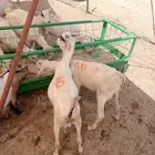 مزارع ابو احمد.. ثقة التجار والملاحم