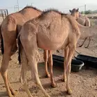 مواشي جمله بأسعار منافسه.. تيوس وقعدان