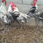 ديوك بلدي وفيومي للبيع