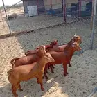 ما شاء الله تبارك الله . تيوس مغلقه جمله وتفريد