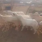 خرفان تربية بلدي