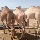 قعدان تربية وجديد.. جودة وسعر لا يفو ت
