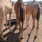 لكل المناسبات.. القعدان اللي تبيض الوجه