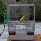 كناري تغريد