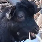 ماعز قزم النوع ذكر