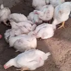 دجاج للاحم 15 ريال مذبوح