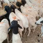 تيوس وبرابر على الفحص  وعلى الضمان