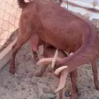 ماعز محيالي وبيشي