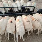 تيوس وبرابر ممتازة بأسعار تنافسية