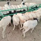 برابر فل شحم و لحم علي الشرط