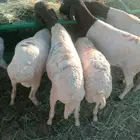 لا تفوت العرض.. تيوس وبرابر أحجام طيبة