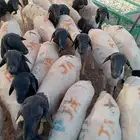 برابر ما عليها كلام   الحق قبل النفاد