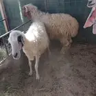 شاه ذبيحه ما تشوف