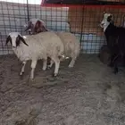 خروف ورخل للبيع