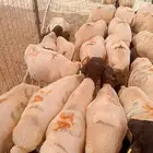 جملة البرابر   ونضمن لك البيع من أول يوم