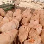 أفضل أسعار الجملة للبرابر شحم  لحم  جاهزين للتوريد