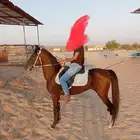 حصان جزيري واهو