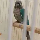 كونيور للبيع