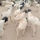 لحق الطيب برابر شحم ولحم بسوم تنافسي