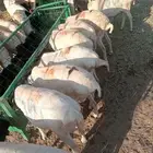 برابر كفو أثقل شحم وأطيب لحم