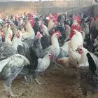 بيض مخصب بلدي وفيومي