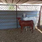 غنم ماعز للبيع