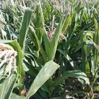 اعلاف للبيع في المزرعه