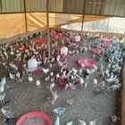 كتكوت بلدي 4 اريال