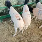 برابر نخب  وزن  وسعر يرضي الجميع