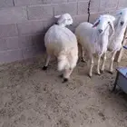 أربعة خرفان بلدي