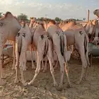 حشوان مفاريد قعدان تبارك الرحمن