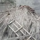 جذع و سعف جذوع