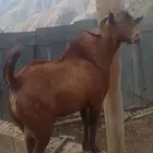 تيس فحل للبيع السن سديس