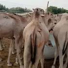 حشو قعدان مفرود السعر 2900