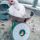 عرض اليوم