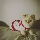 مطلوب قط ذكر للتزاوج