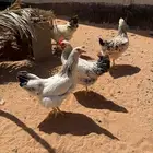 دجاج لوهمان للبيع