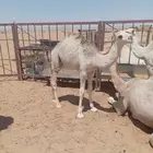 لبيع بكره