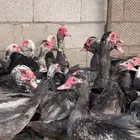 بط سوداني للبيع