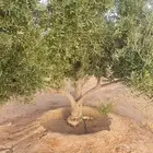 شجر زيتون للبيع