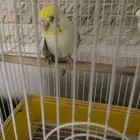 طيور بادجي ذكر وانثى منتج