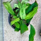 Anubias glabra variegated ( nana )
