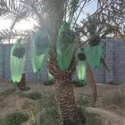 للبيع تمر معلق للمواشي