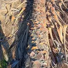 يوجد لدينا اشجار النخيل واشنطني جميع المقاسات