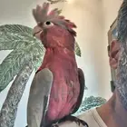 كوكاتو قالا فرخ نهاية غر. مزاد