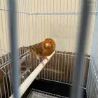 كناري اوروبي عدد 2